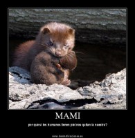 /album/fotogaleria-inicio/visonycria-jpg/